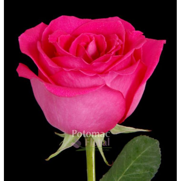 Sweet Heart Rose, Hot Pink - Potomac Floral Wholesale